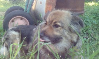 Да,очень распространённый окрас)