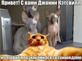 25 фотографий суровых сфинксов, которые похожи на демонических тварей