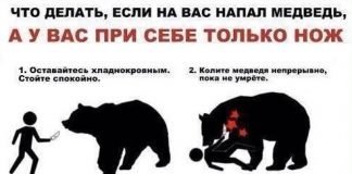 Туристы против медведей: как выжить в русском лесу?
