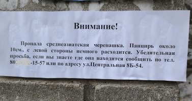 Столько вопросов и нет ответов. 
Черепашка сбежала? Вынесли ее погулять, а она как ломанется через кусты... че, догнать не смогли? Или ее оставили погулять среди других черепашек. Вернулись а черепашки нет.... Решили приметы указать, вдруг кто по ошибке себе забрал. Думал что свою забирает, а оказывается чужую...