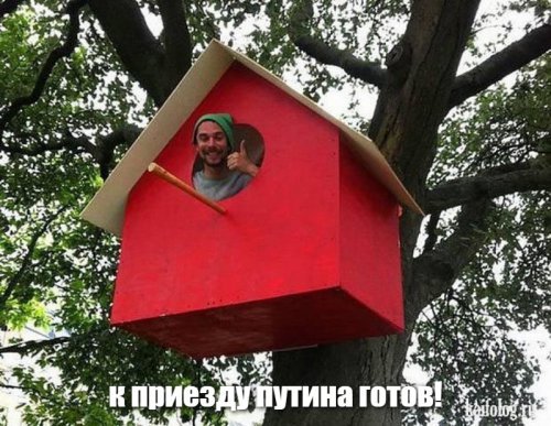Пенсионер строит дом на соседских соснах и ждет в гости Путина