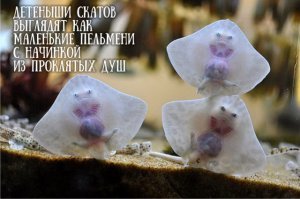 Картинки с надписями для настроения