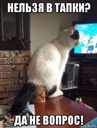 15 котов, которые ведут себя как последние сволочи