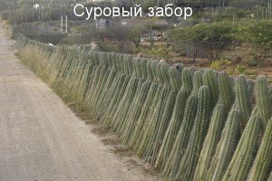 Необычные заборы для тех, кого достал профлист
