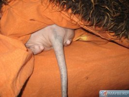 25 фотографий суровых сфинксов, которые похожи на демонических тварей