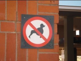 на картинке пудель, подстриженный "по классике" ... но вот запрещены именно такие пудели, или все "жертвы вкуса хозяев" - непонятно.