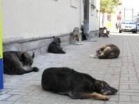 Очень колоритные уличные пёсели