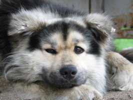 Очень колоритные уличные пёсели
