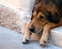 Очень колоритные уличные пёсели