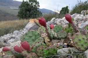 Сардинцы, не участвовали в Альминском сражении. Они , практически толком ни где не воевали, за исключением боя у Черной речки. А первой крупной операцией, в которой приняли участие сардинцы, был  штурм Севастополя в июне 1855г. 6 (18) июня сардинская армия почти в полном составе стояла на высотах близ деревни Шули, находясь в относительной безопасности. Но в бою участие не принимали. А память  о себе сардинцы все таки оставили. Засадили гору Госфорт кактусами опунциями, которые прижились и растут там до сих пор. И на этом им спасибо.
