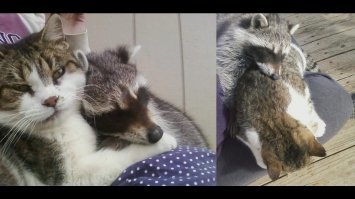 24-летний самец гориллы нашел крошечное существо в лесу, и его реакция бесценна