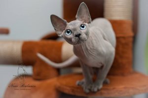 Долго относилась к таким кошкам с некоторой толикой предубеждения и, даже, брезгливости. Не могла заставить себя прикоснуться к такой кошке. Видимо, подсознание не опознавало зверя, как кошку, говорило- не лохматая, значит- не кошка.))) Потом у знакомых в гостях пообщалась с красоткой Мулей. Ласковая, добрая, игривая мурчалка. И все, теперь сама себе удивляюсь- откуда ж во мне страхи общения выросли, ранее?... Есть в Подмосковье, у других знакомых, питомник. Фото- их котеек. Брутальный- это мальчик. А милота- девочка.