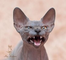 Долго относилась к таким кошкам с некоторой толикой предубеждения и, даже, брезгливости. Не могла заставить себя прикоснуться к такой кошке. Видимо, подсознание не опознавало зверя, как кошку, говорило- не лохматая, значит- не кошка.))) Потом у знакомых в гостях пообщалась с красоткой Мулей. Ласковая, добрая, игривая мурчалка. И все, теперь сама себе удивляюсь- откуда ж во мне страхи общения выросли, ранее?... Есть в Подмосковье, у других знакомых, питомник. Фото- их котеек. Брутальный- это мальчик. А милота- девочка.