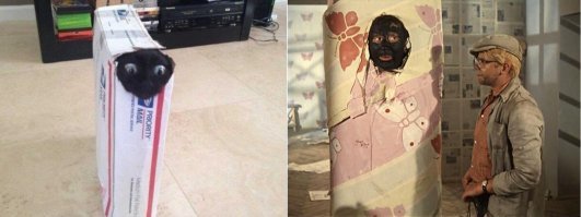 25 котиков, у которых серьёзные проблемы