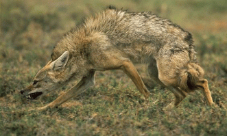 Интересно как эта хрупкая девочка будет показывать трем взрослым шакалам, кто в доме главный