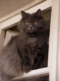 Пусть теперь кто-нибудь попробует сказать, что у новых хозяев в форточке нет Марли.