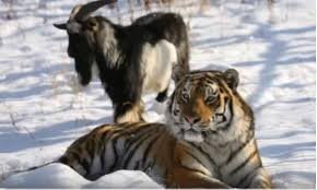 24-летний самец гориллы нашел крошечное существо в лесу, и его реакция бесценна