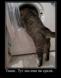 Смешные коты