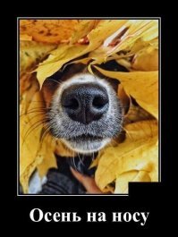 А я люблю осень.