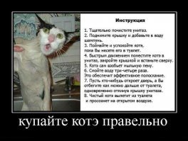 15 вымытых котиков, которые непременно отомстят своим хозяевам