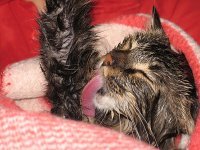 И мы тоже кота мыли))