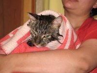 И мы тоже кота мыли))