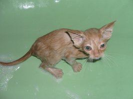 15 вымытых котиков, которые непременно отомстят своим хозяевам