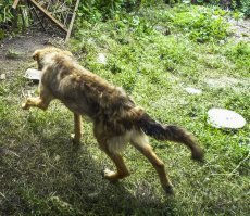 Ну а этого проходимца надо было просто откормить.