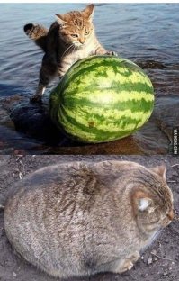 Как рос арбуз