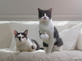 В чаще леса громко плакал котенок! Девушка, гулявшая рядом, стала его спасительницей