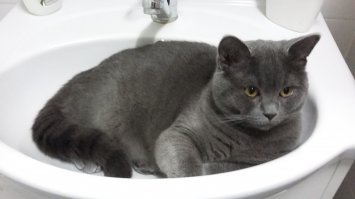 НУуууу..деткам помогли)))...малыши бы самостоятельно в раковину не смогли забраться.
 Позитив конечно же получили...но постановочные картинки не нужно выдавать за действительность)))