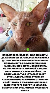 Житель Кемерова продаёт кота-экстрасенса за 5 миллионов рублей
