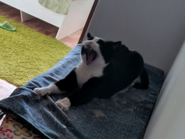 Не чихает, зевает, но тоже устрашающе