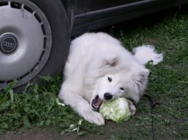 Самоеды они такие
