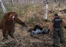 Как устроена медвежья берлога