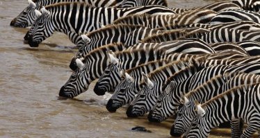 Так один эксклюзив  пробует, а после - стадо приходит. Все животные и люди хотят пить и кушать. А где фэйл?