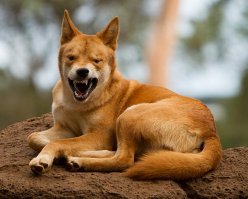 наверное у них мясо эвкалиптом пахнет.  Я бы тоже такое не ела, будь я даже динго