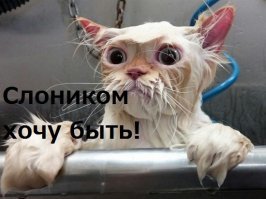 Старшие товарищи помогли слоненку выбраться из грязевой ванны