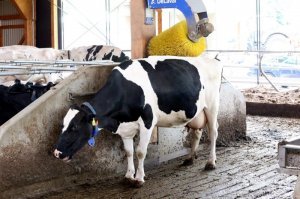 Смелая собака помылась на автомойке