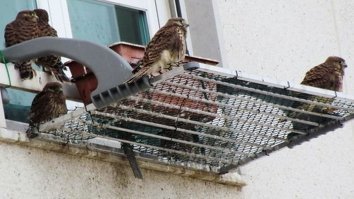 Сравниваем 2 фото. 
Первое - вид снизу. Сетка явно больше самой кадки. Шире и значительно длинней. Полметра точно. 
А потом смотрим на второе фото. Там видно сбоку от кадки, что нет никакой сетки. Её не видно и за кадкой, хотя при её длине в полметра она должна была выглядывать за кадкой и быть фоном для сокола.
Так что, вопрос открытый. Сетку потом поставили, чтобы соколята могли комфортно отправиться в первый полёт?