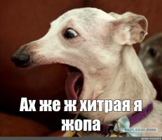 Смелая собака помылась на автомойке