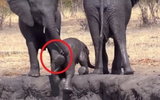 "Хобот помощи" не помог, помогла "нога дружбы"!;)