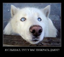 Не остановиться пока все не съешь. Быстрый Мини Киш за пару минут