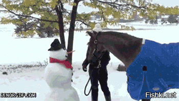 Лошадиные гифки