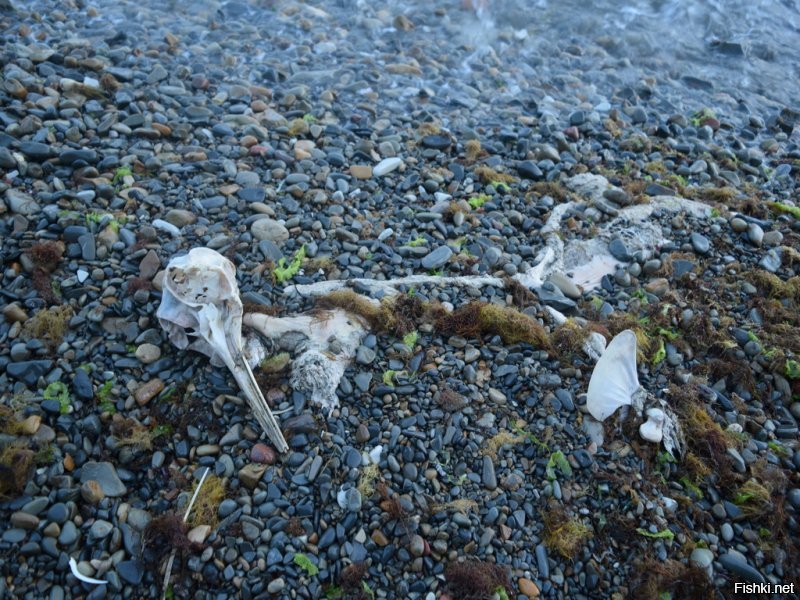 Вот эти останки видел на берегу в Анапе. Очень хотел бы разобраться, что за птица? Череп с клювом около 25-30 см.