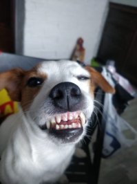 20 фотографий собак, после просмотра которых хочется сказать: «Кажется, ваш пёс сломался, несите нового!»