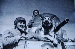 Четвероногие жертвы второй мировой: в ходе войны в Англии уничтожили 2 миллиона домашних животных