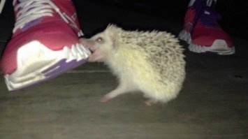 ты куку. что ли? 
Вижу я все :)
но я боюсь бешеных ежей в моём доме - даже в  internet.
Поэтому я не хочу с тобой в унисон стучать по клаве . Досвиданице, хотя ... вряд ли свидимсоя :)
+ тебе в Анод  и минус - в катод