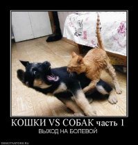 20 фотографий собак, после просмотра которых хочется сказать: «Кажется, ваш пёс сломался, несите нового!»