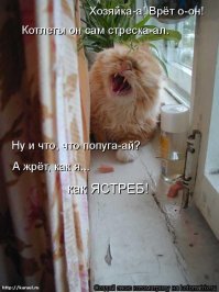 Страшнее кошки...
